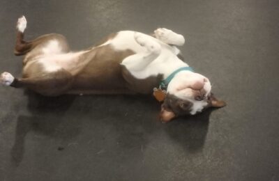 Bella the Boston
