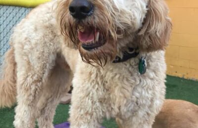 Lots of Love for Louie