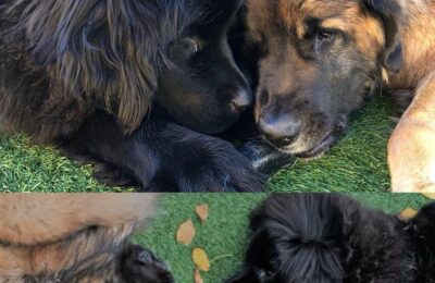 The Darling Dilly&Boomer