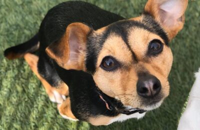 Precious Piper