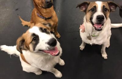 Cherishing Chestnut and Jack