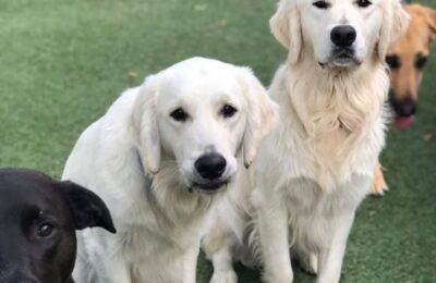 Appreciation Aplenty for Apollo and Artemis