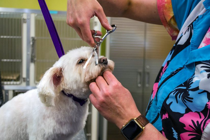 Dog Grooming in Milwaukee, WI Milwaukee Eastside Dog Grooming
