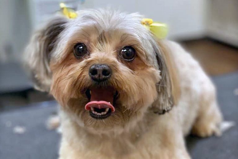 Dog Grooming in Milwaukee, WI | Milwaukee Eastside Dog Grooming Dog Grooming in Milwaukee, WI | Milwaukee Eastside Dog Grooming