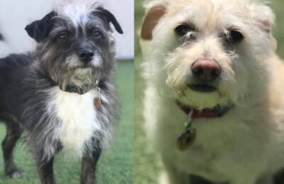 The Many Wonders of Milo & Wilbury