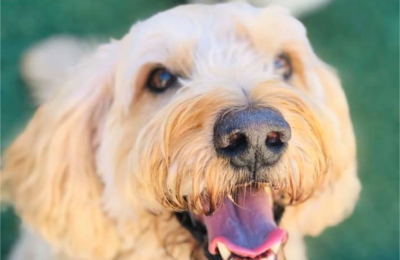 Honoring a Heavenly Homer