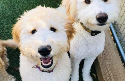 Can’t Do Without Codi&Delia!