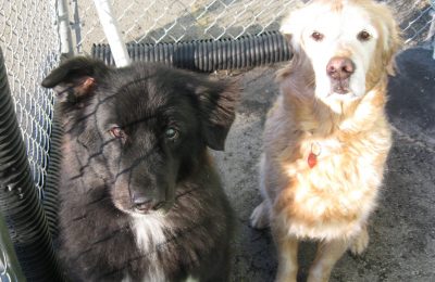 Congrats, Spencer & Trooper!!