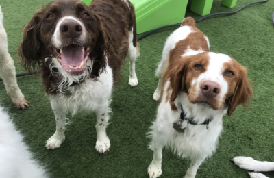 January 2020 Dog of the Month Calvin & Hobbes