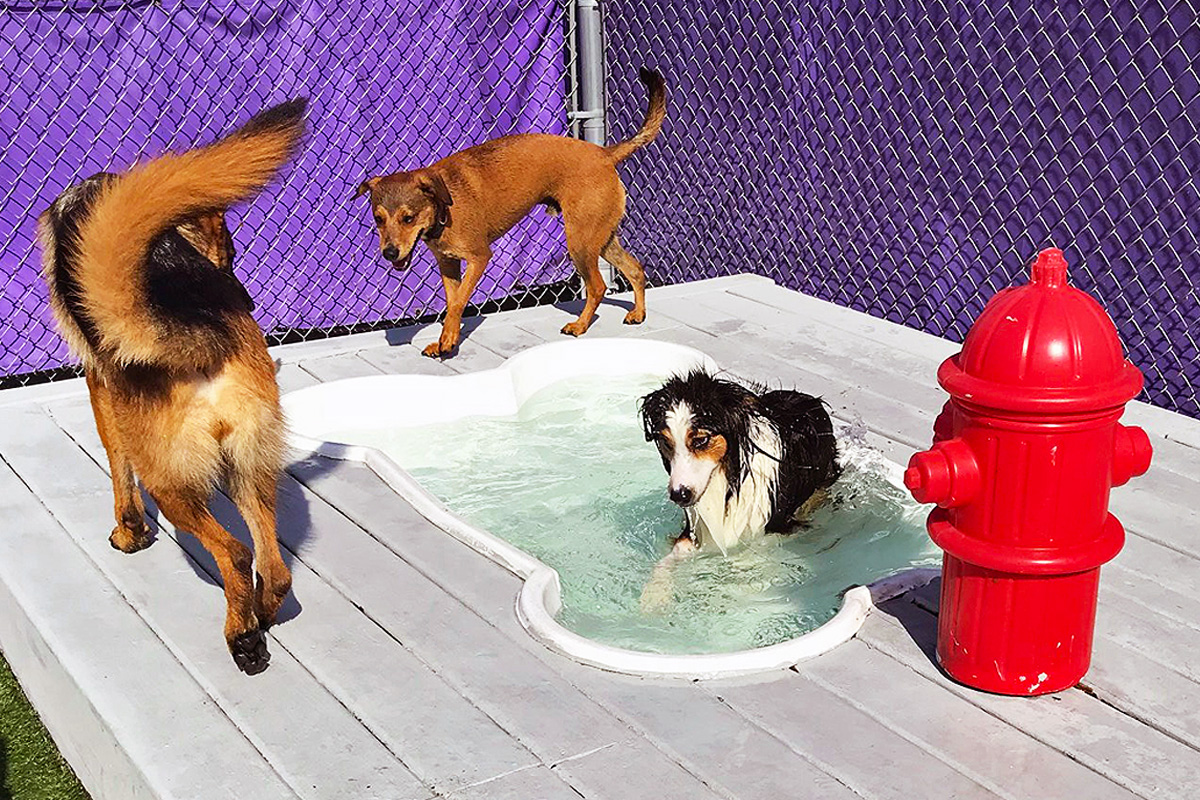Three dogs playing in the backyard pool