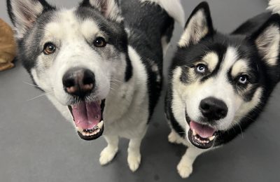 Congrats Duke & Koda