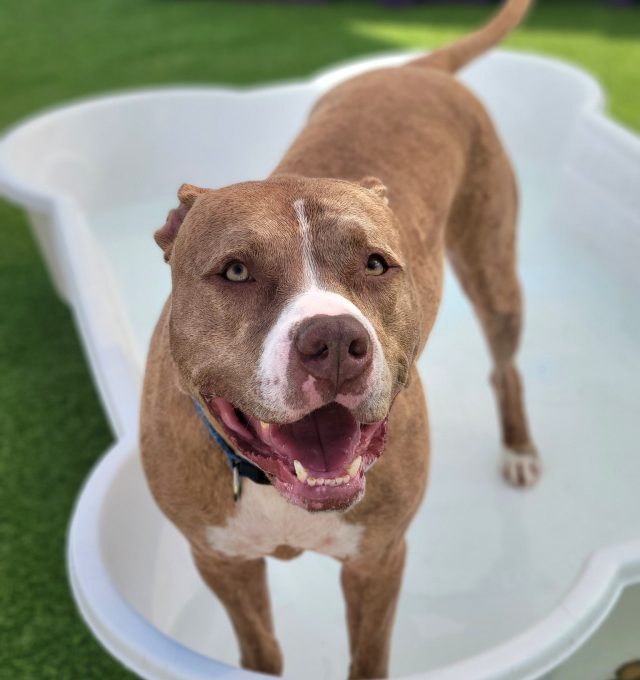 November Dog of the Month: Congrats, Fry!