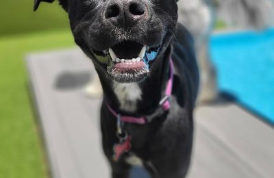 black lab mix enjoying dog day care outside