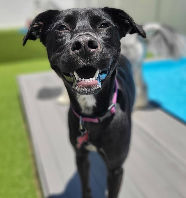 black lab mix enjoying dog day care outside
