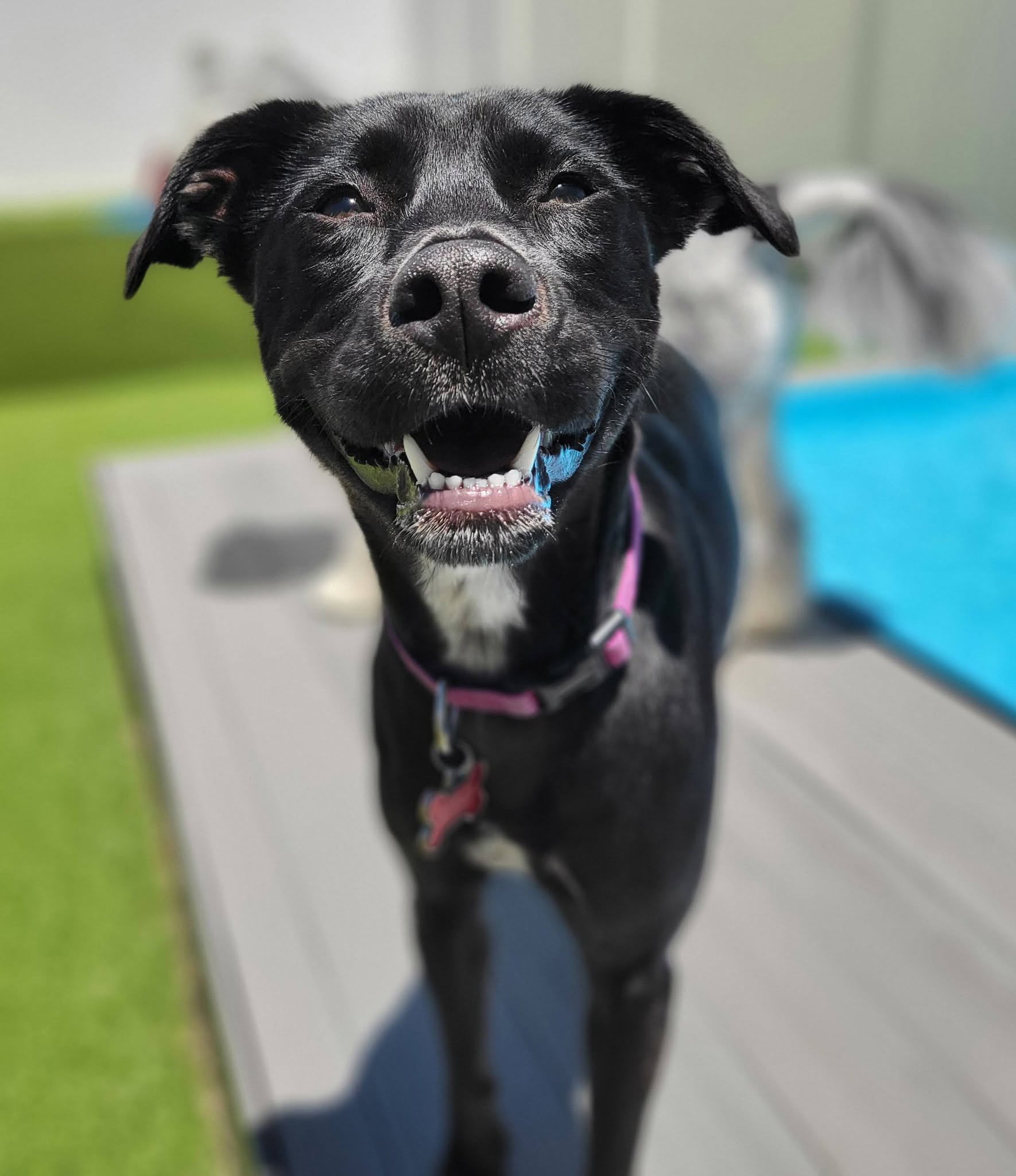 black lab mix enjoying dog day care outside
