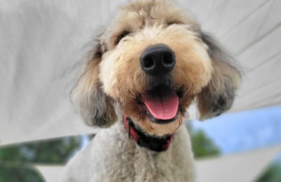 Fonzi - October Dog of the Month