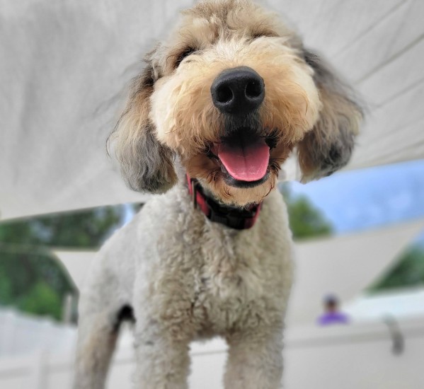 Fonzi - October Dog of the Month