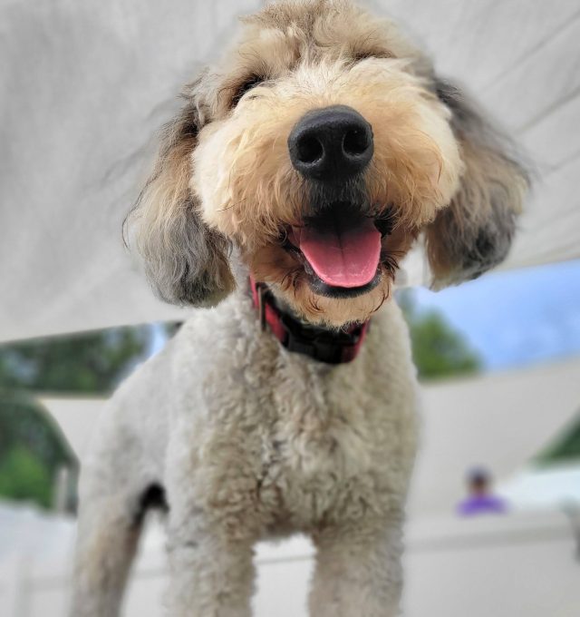 Fonzi - October Dog of the Month