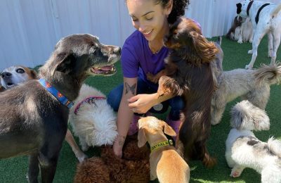 How Dog Day Care Benefits Dogs of All Ages