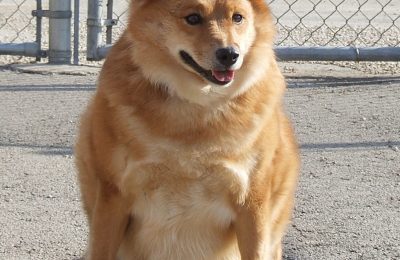 Congrats, Laika!