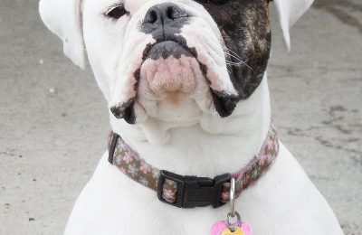 Congrats, Roxie!