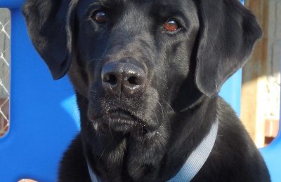 Congratulations, Scout!