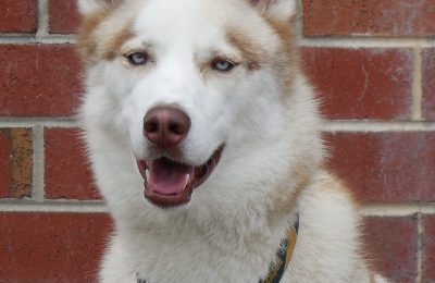 Congrats, Blaze!