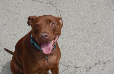 Congratulations Mikey! May-Dog of the Month