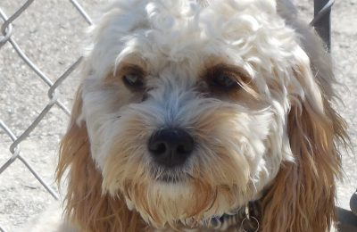 Congratulations Paul Anka