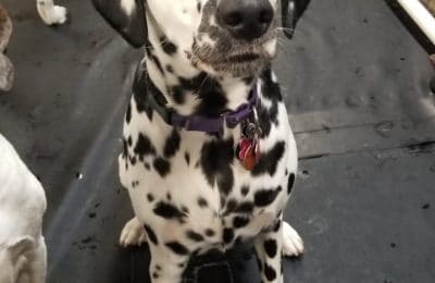 Luna is our dog of the Month!!
