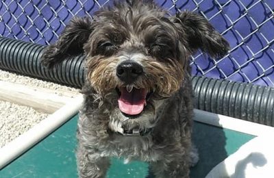 June Dog of the month Shaddy!