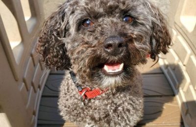 July Dog of the month Haru