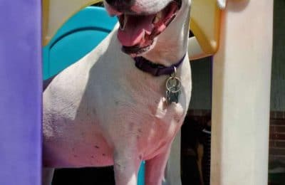 Kourtney our dog of the month for August!