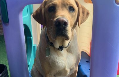 March Dog of the month Remi!
