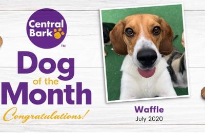 July 2020 Dog of the Month