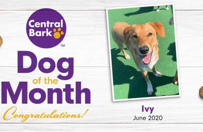 June 2020 Dog of the Month