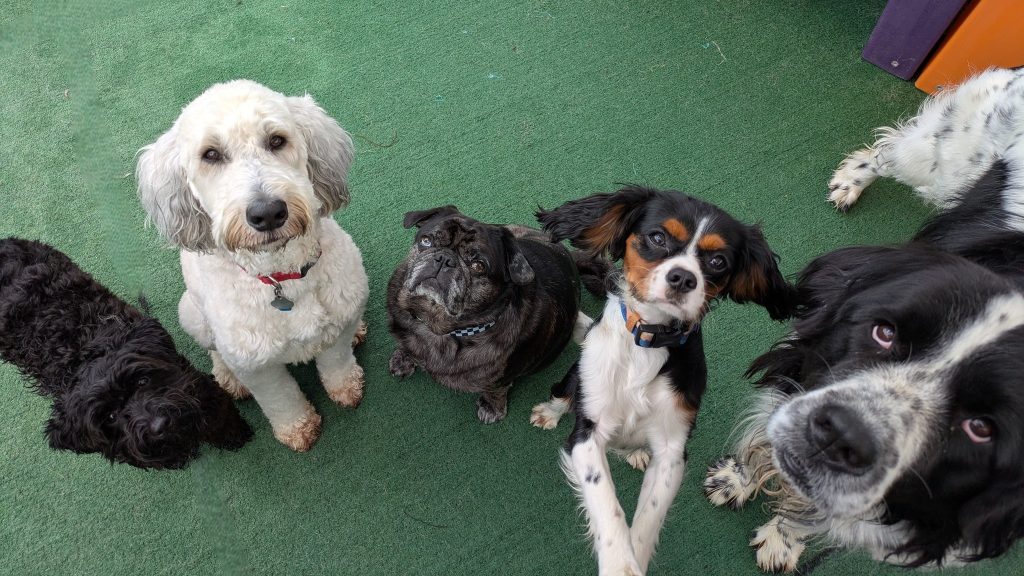 Dogs safe and happy in playgroup matched by personality and play style
