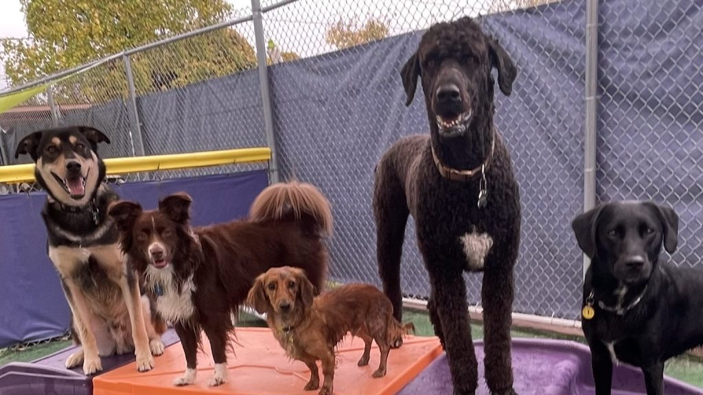 Dogs safe and happy in playgroup matched by personality and play style