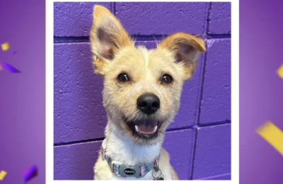 central bark oak creek october dog of the month