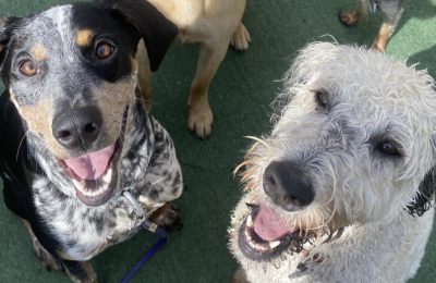 dog daycare safety