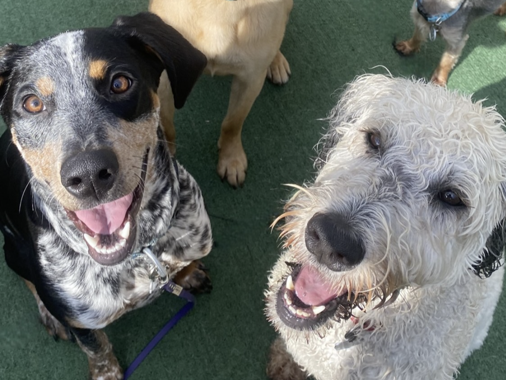 dog daycare safety