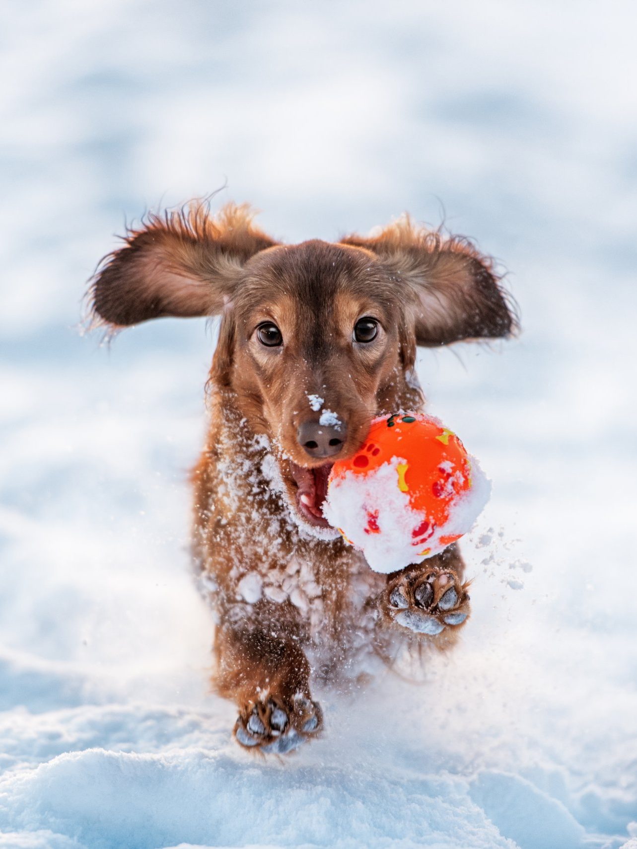 Dog outdoor time in winter