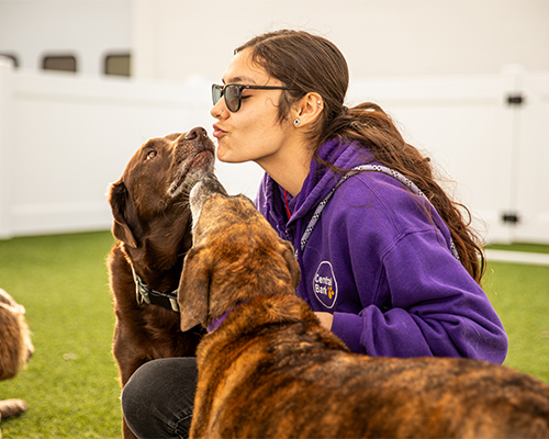 <p><span style="color: #ffffff; font-weight: bold;">Welcome to <span style="color: #ebab1e; font-weight: bold;"> Central Bark Sheboygan</span></p>
