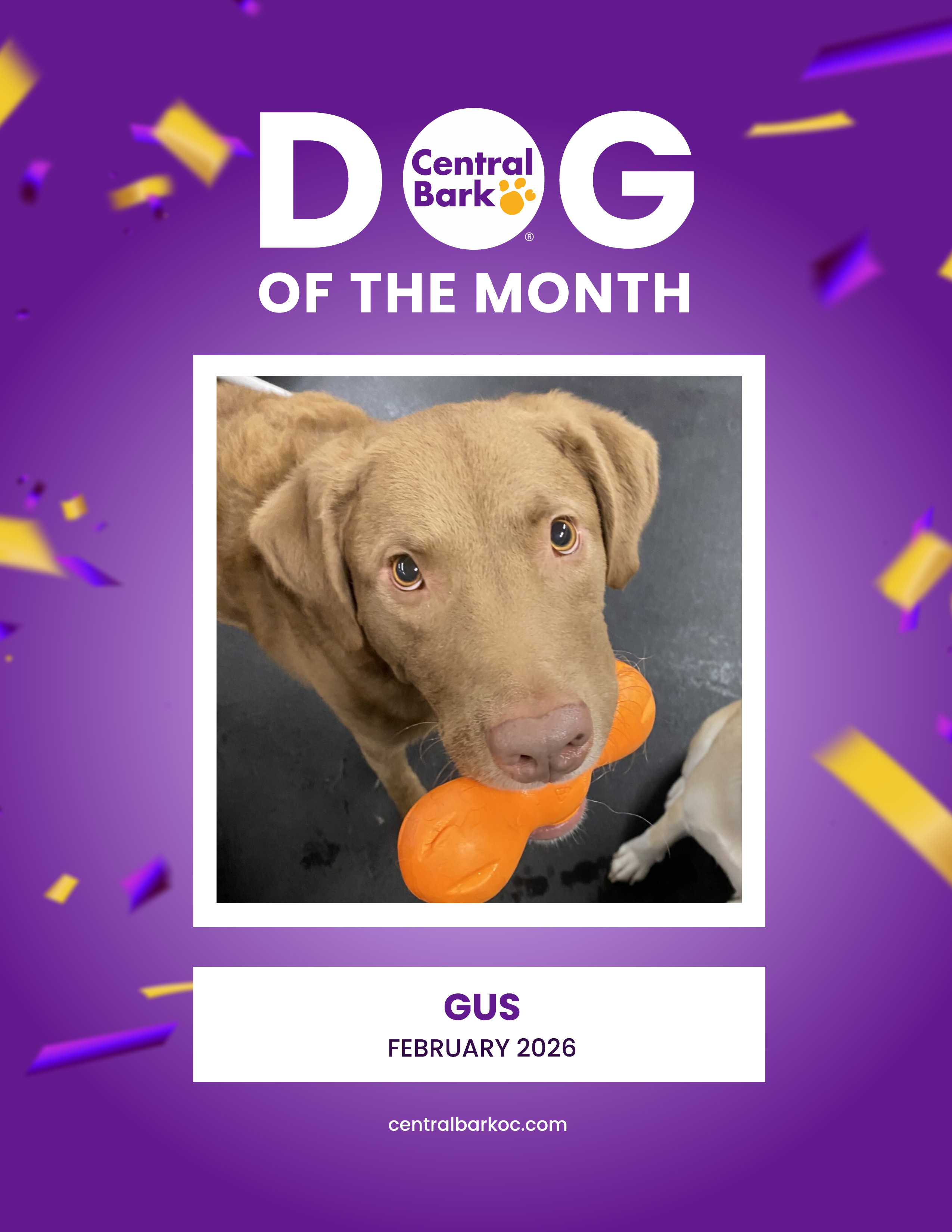 Dogs In February February Dog of the Month: Gus - Central Bark Oak Creek