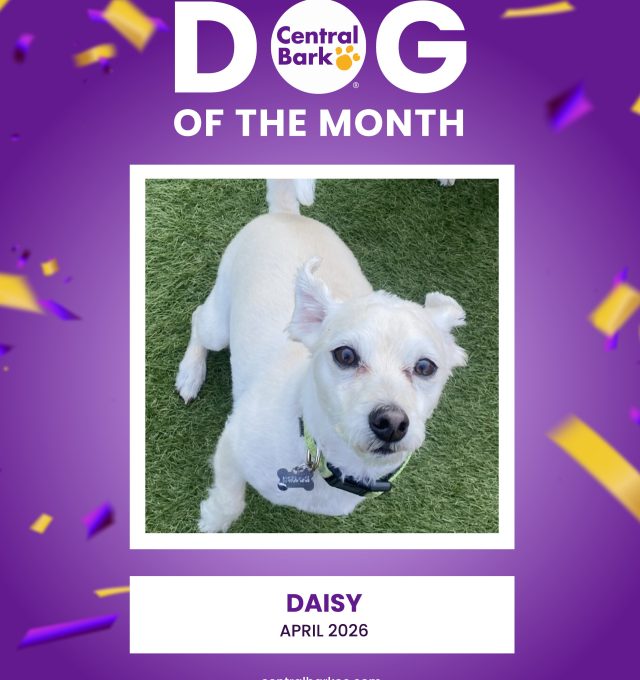 April Dog of the Month: Daisy