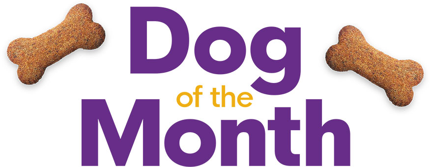 Dog of the Month