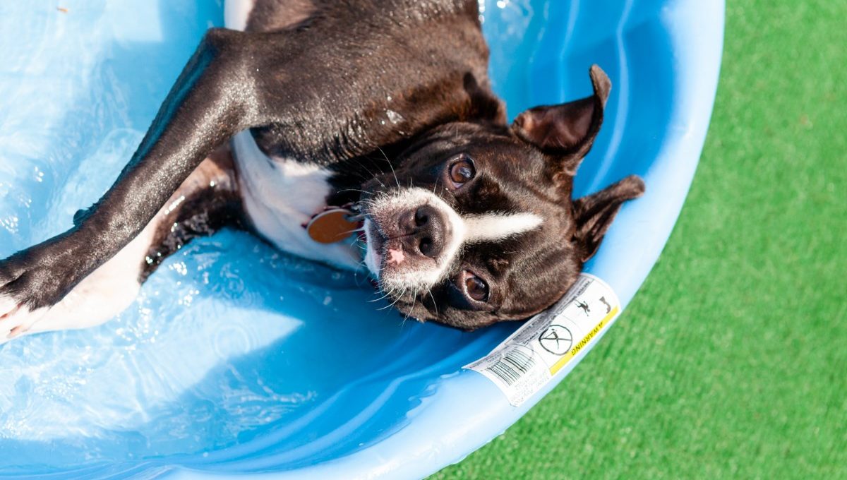 dog taking a bath in a dog pool