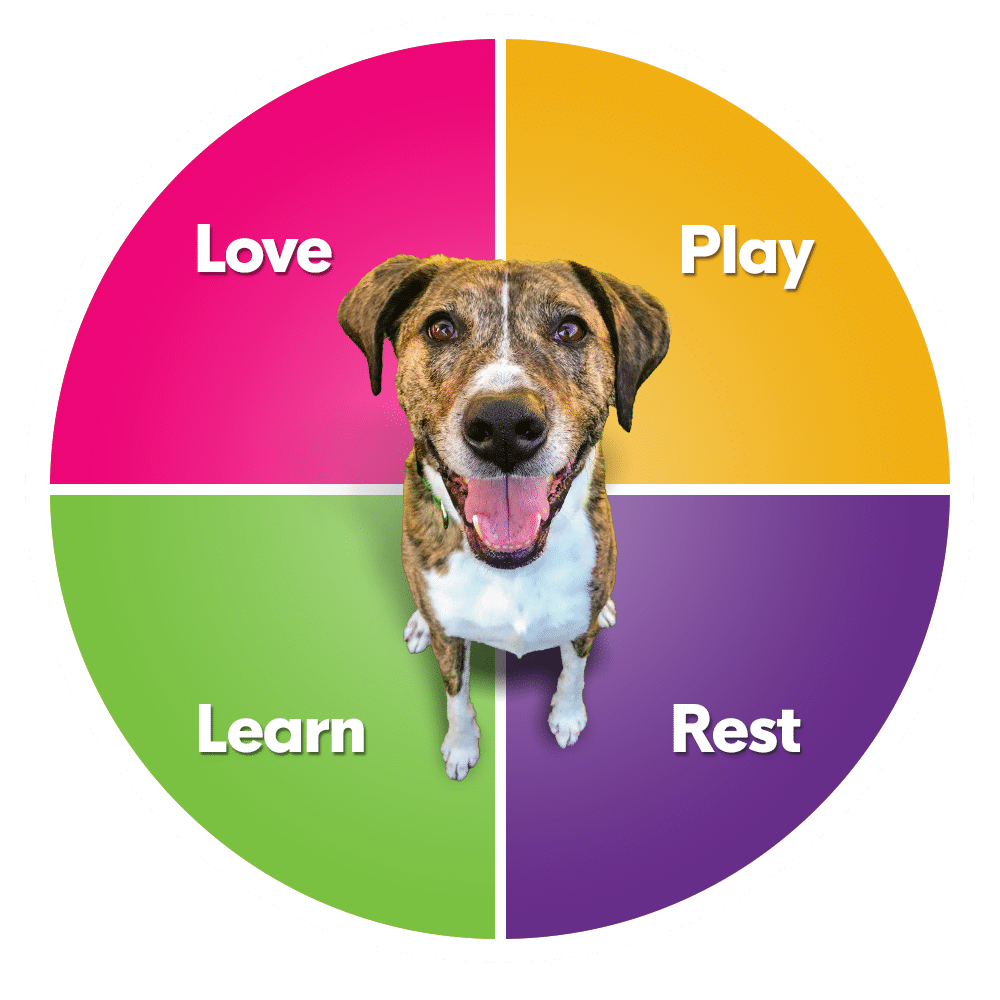 doggy day care benefits: love, play, learn, rest