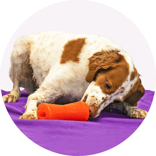 Central Bark doggy day care: a white-brown dog eating out of a treat toy