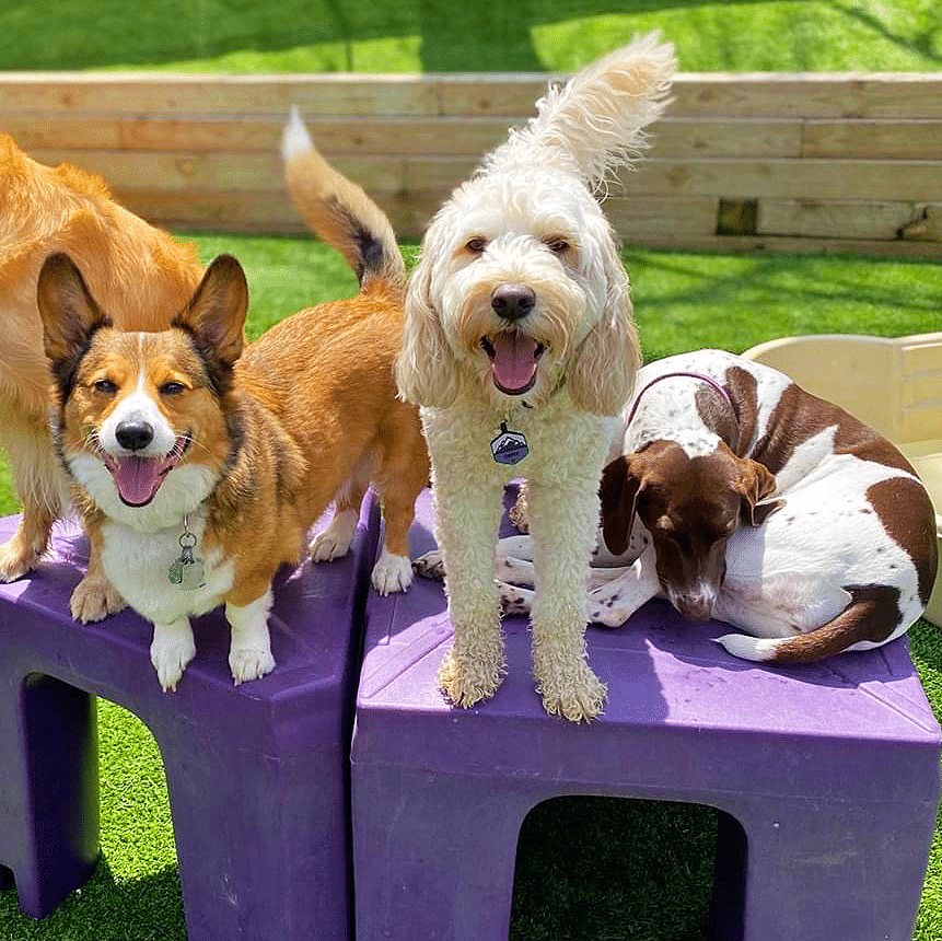 Central Bark doggy day care: a dog playgroup during a sunny day